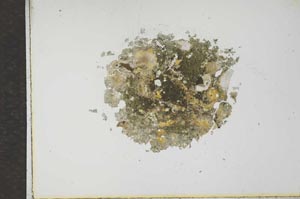 Plane Polarized, S17293