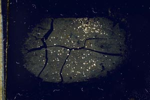 Cross Polarized, S17294