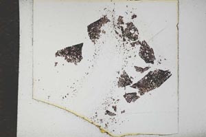 Plane Polarized, S17295