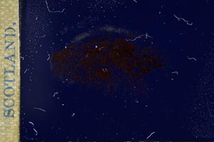 Cross Polarized, S17295/B