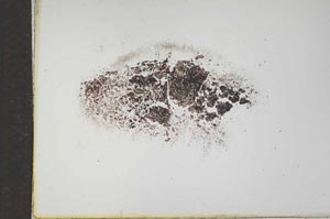 Plane Polarized, S17295/B