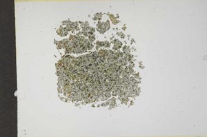 Plane Polarized, S17306