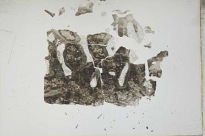 Plane Polarized, S17332