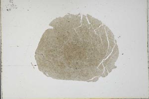 Plane Polarized, S17335