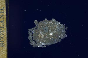 Cross Polarized, S17337