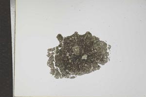 Plane Polarized, S17337