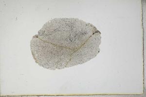 Plane Polarized, S17341