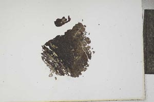 Plane Polarized, S17342
