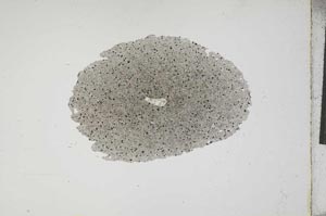 Plane Polarized, S17343