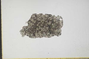 Plane Polarized, S17345