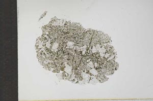 Plane Polarized, S17348