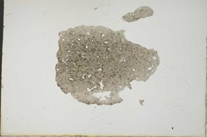 Plane Polarized, S17385