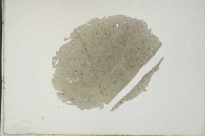 Plane Polarized, S17401/B
