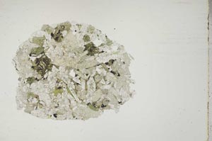 Plane Polarized, S17406