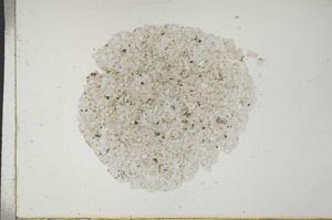 Plane Polarized, S17424