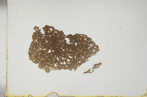 Plane Polarized, S17450