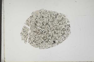 Plane Polarized, S17465