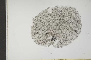 Plane Polarized, S17467