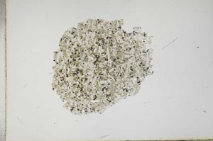 Plane Polarized, S17471
