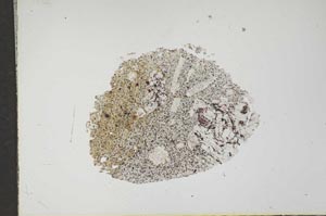 Plane Polarized, S17473