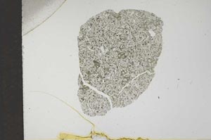 Plane Polarized, S17475