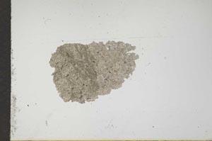 Plane Polarized, S17478