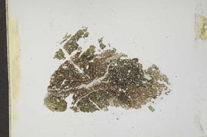 Plane Polarized, S17480