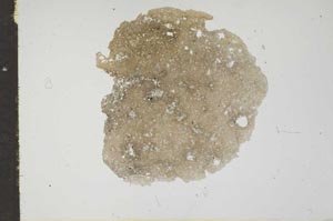 Plane Polarized, S17487
