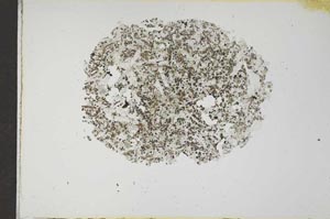 Plane Polarized, S17497
