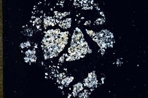 Cross Polarized, S17505