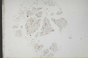 Plane Polarized, S17505