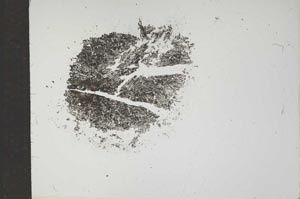 Plane Polarized, S17518