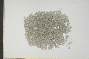 Plane Polarized, S17523