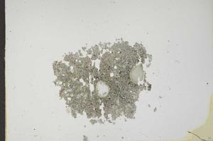 Plane Polarized, S17526