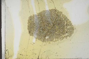 Plane Polarized, S17537