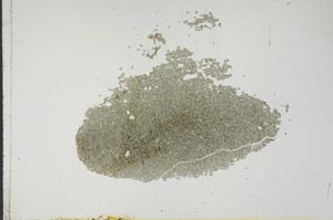 Plane Polarized, S17540