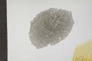 Plane Polarized, S17590