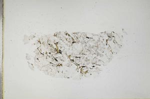 Plane Polarized, S17597
