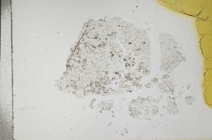 Plane Polarized, S17602