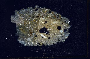 Cross Polarized, S17644