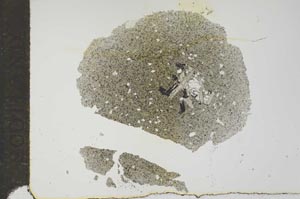 Plane Polarized, S17646