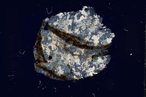 Cross Polarized, S17651