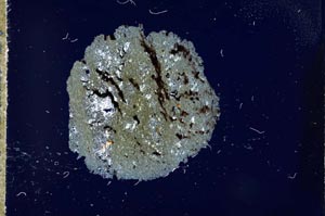 Cross Polarized, S17654