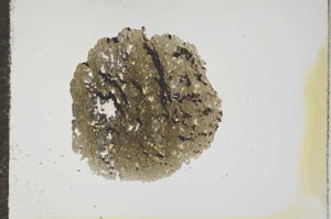 Plane Polarized, S17654