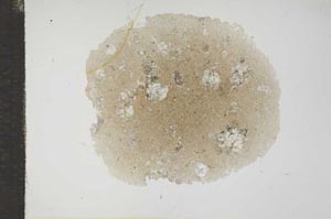 Plane Polarized, S17670
