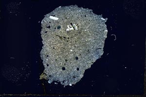 Cross Polarized, S17677