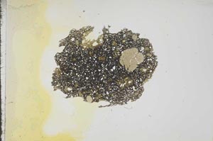 Plane Polarized, S17680