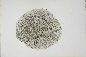 Plane Polarized, S17712