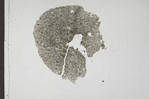 Plane Polarized, S17713