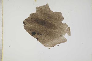 Plane Polarized, S17714